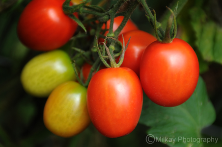 "Vine Ripe" (Roma Grape Tomatoes) Nikon D300, 70mm, F/4, 1/400s, -0.3EV, ISO 320